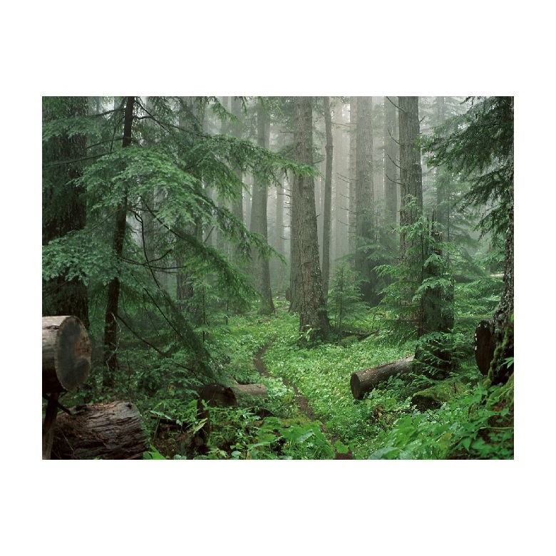 Tablou Canvas Natura, Dimensiunea 100x70 nat1712