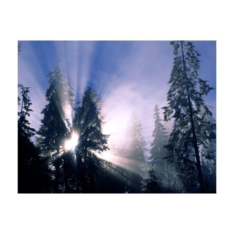 Tablou Canvas Natura, Dimensiunea 100x70 nat1812