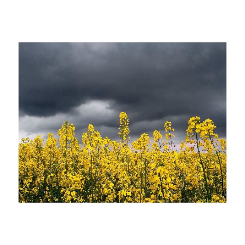 Tablou Canvas Natura, Dimensiunea 100x70 nat2017