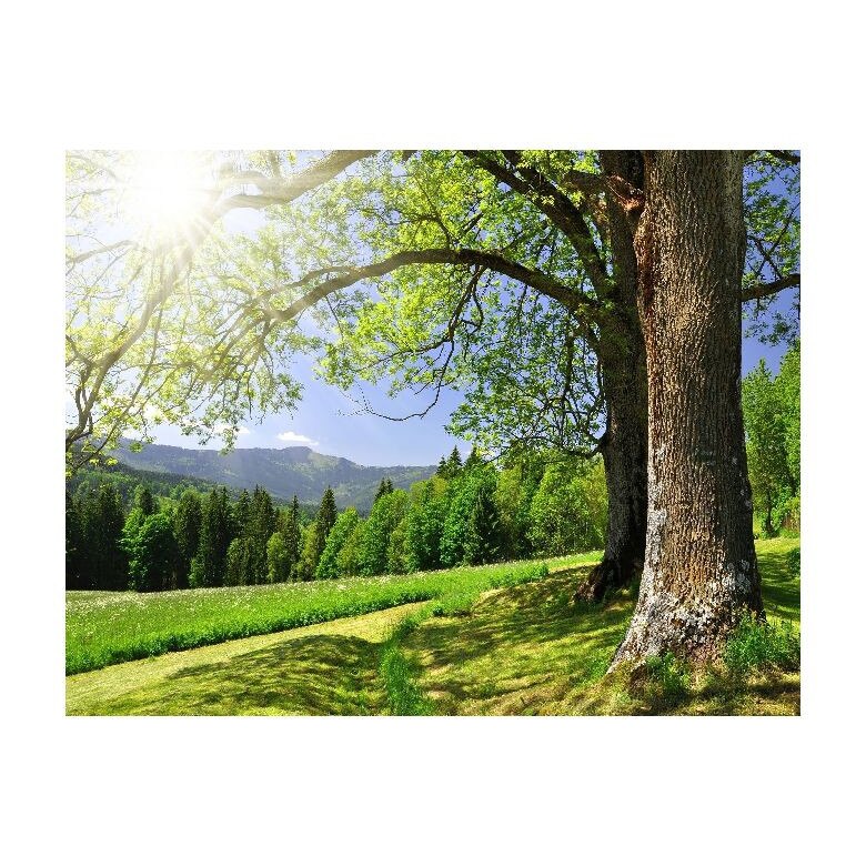 Tablou Canvas Natura, Dimensiunea 100x70 nat2010