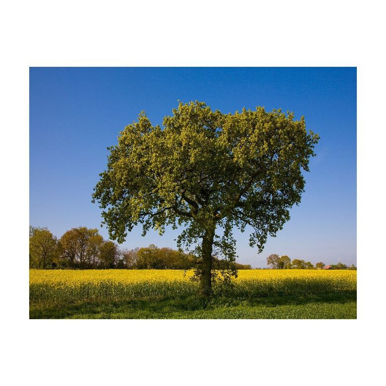 Tablou Canvas Natura, Dimensiunea 100x70 nat2173