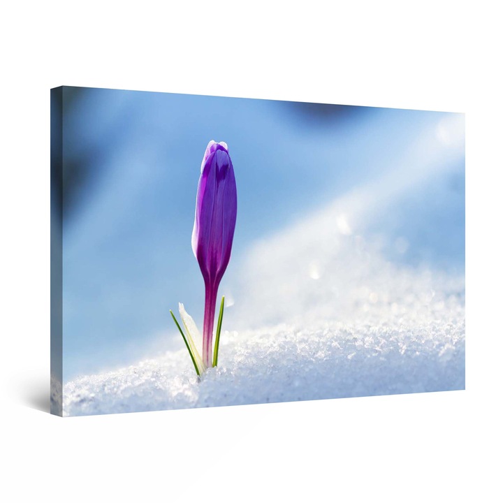 Tablou DualView Startonight Boboc in zapada, luminos in intuneric, 90 cm x 60 cm