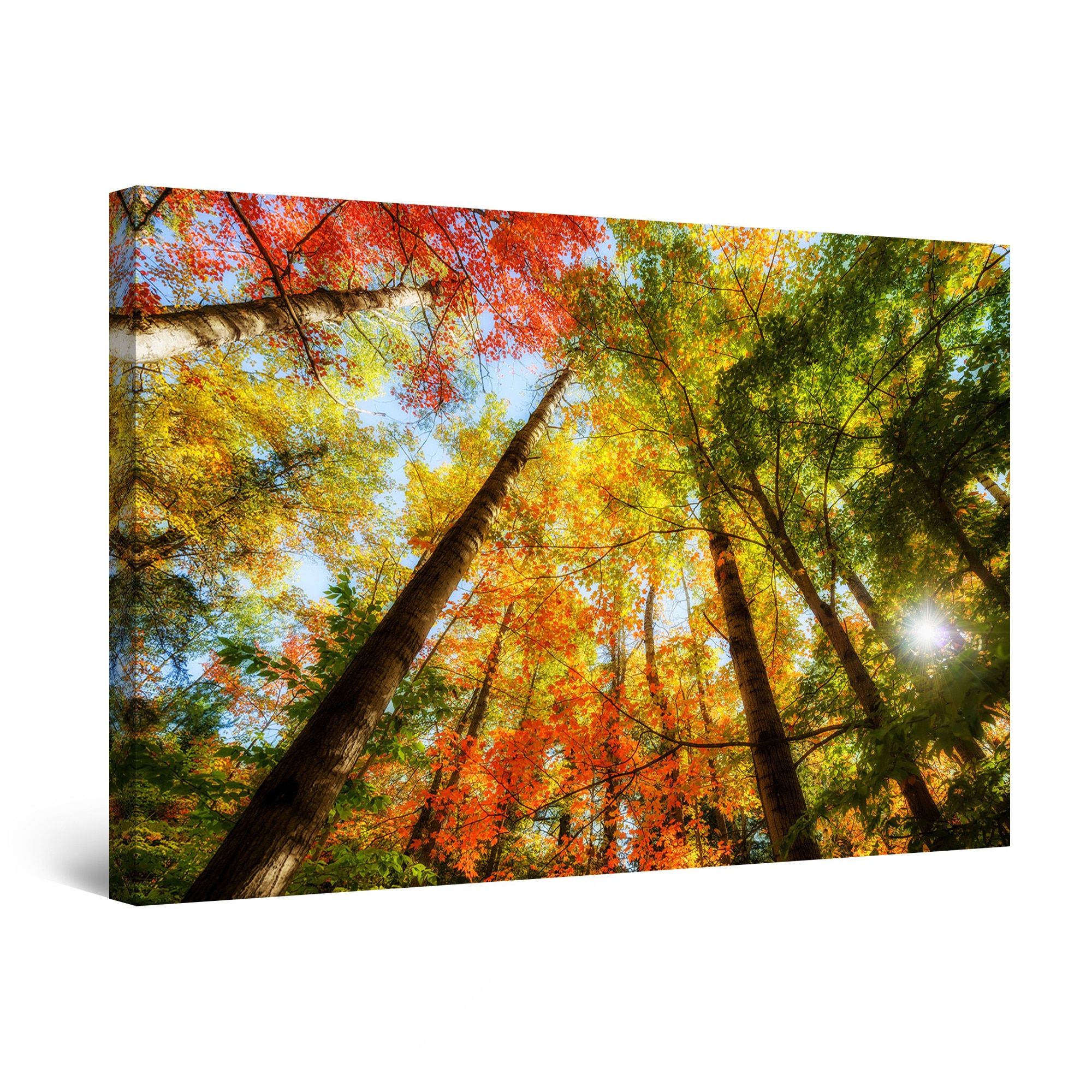 Tablou DualView Startonight Lumina din padure, luminos in intuneric, 60 cm x 40 cm