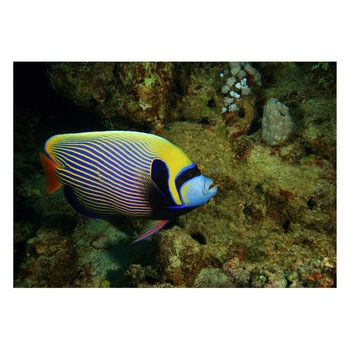 Fototapet Acvatic - BL-46, 70 x 100 cm Fototapet Acvatic - BL-46, 70 x 100 cm