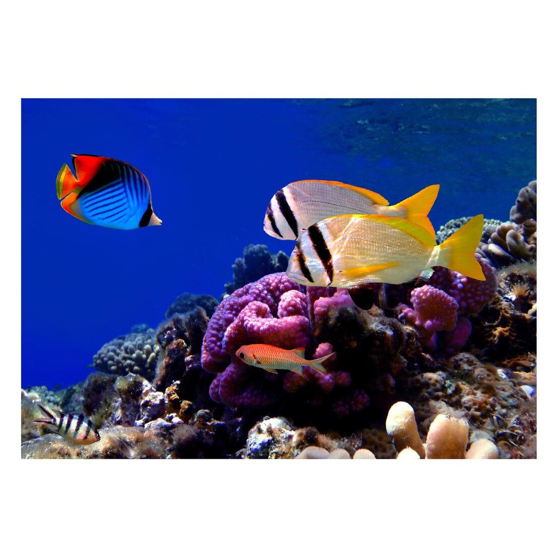 Fototapet Acvatic - BL-02, 70 x 100 cm