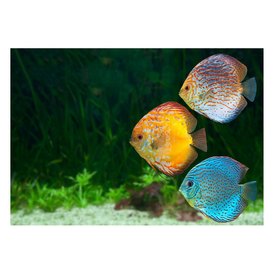 Fototapet Acvatic - BL-55, 70 x 100 cm