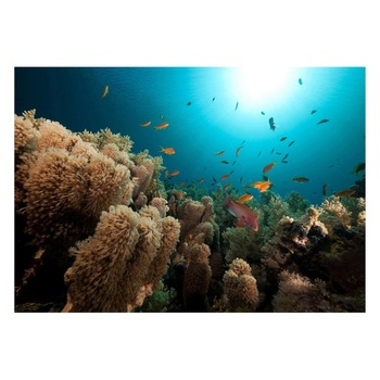 Fototapet Acvatic - BL-15, 70 x 100 cm Fototapet Acvatic - BL-15, 70 x 100 cm