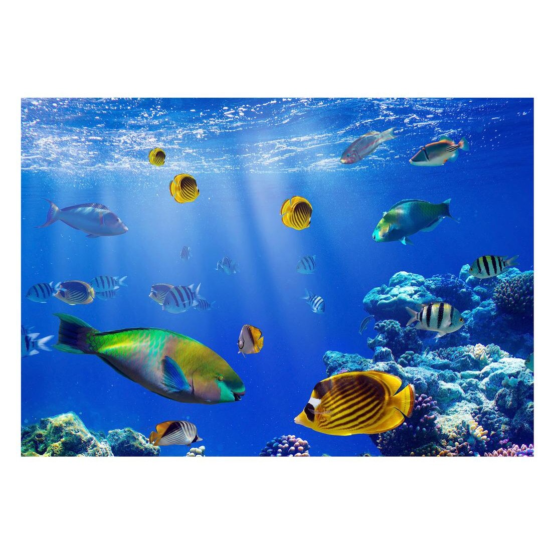 Fototapet Acvatic - BL-77, 70 x 100 cm