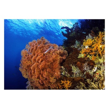 Fototapet Acvatic - BL-17, 70 x 100 cm Fototapet Acvatic - BL-17, 70 x 100 cm