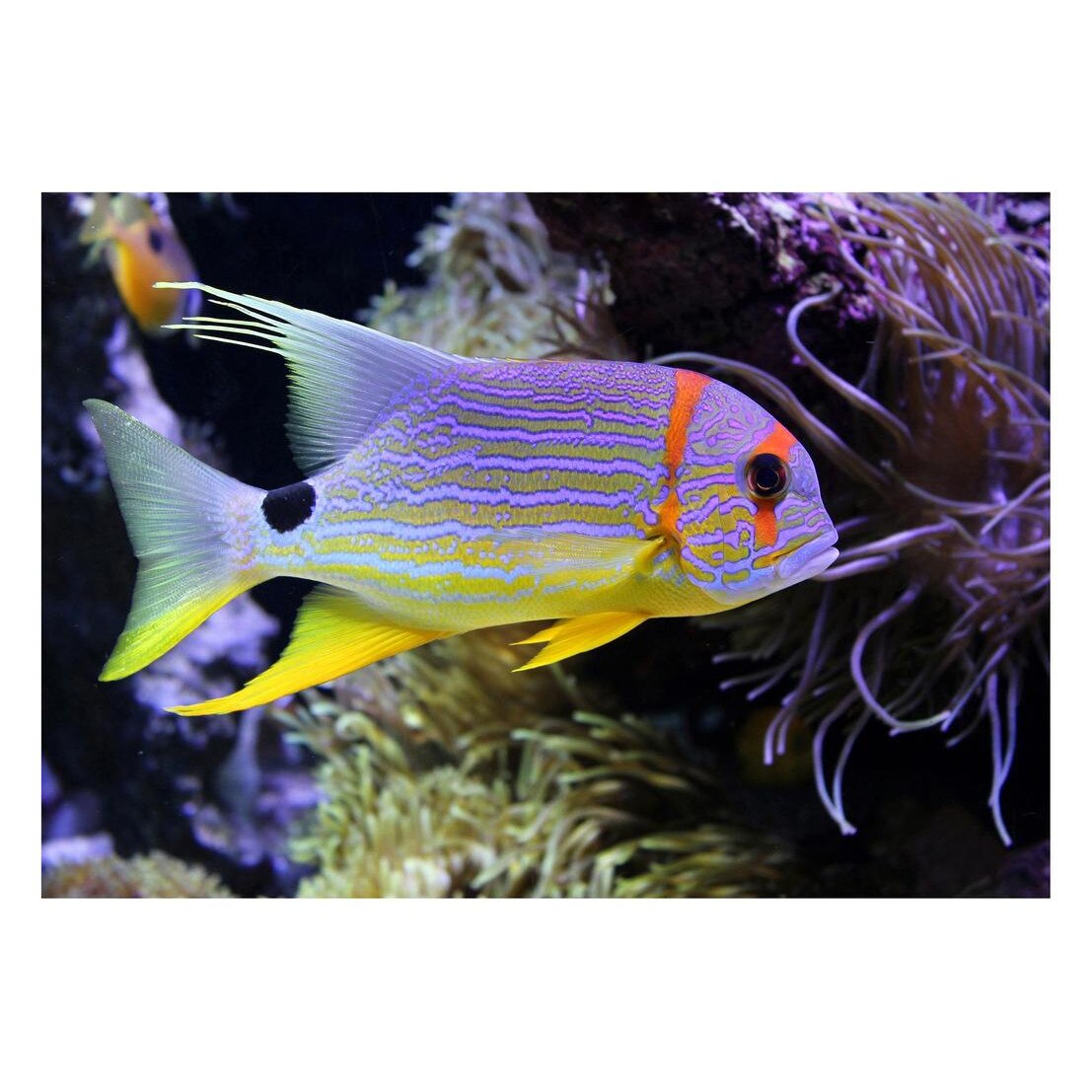 Fototapet Acvatic - BL-32, 70 x 100 cm