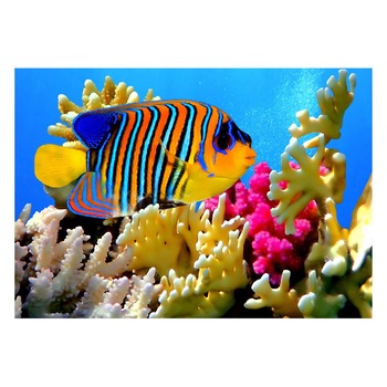 Fototapet Acvatic - BL-45, 70 x 100 cm Fototapet Acvatic - BL-45, 70 x 100 cm