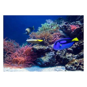 Fototapet Acvatic - BL-44, 70 x 100 cm Fototapet Acvatic - BL-44, 70 x 100 cm