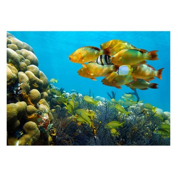 Fototapet Acvatic - BL-03, 70 x 100 cm Fototapet Acvatic - BL-03, 70 x 100 cm