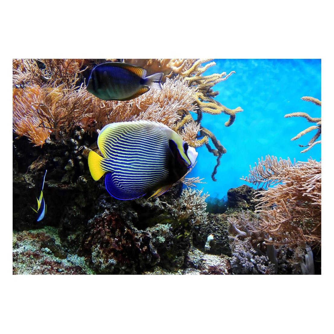 Fototapet Acvatic - BL-34, 70 x 100 cm