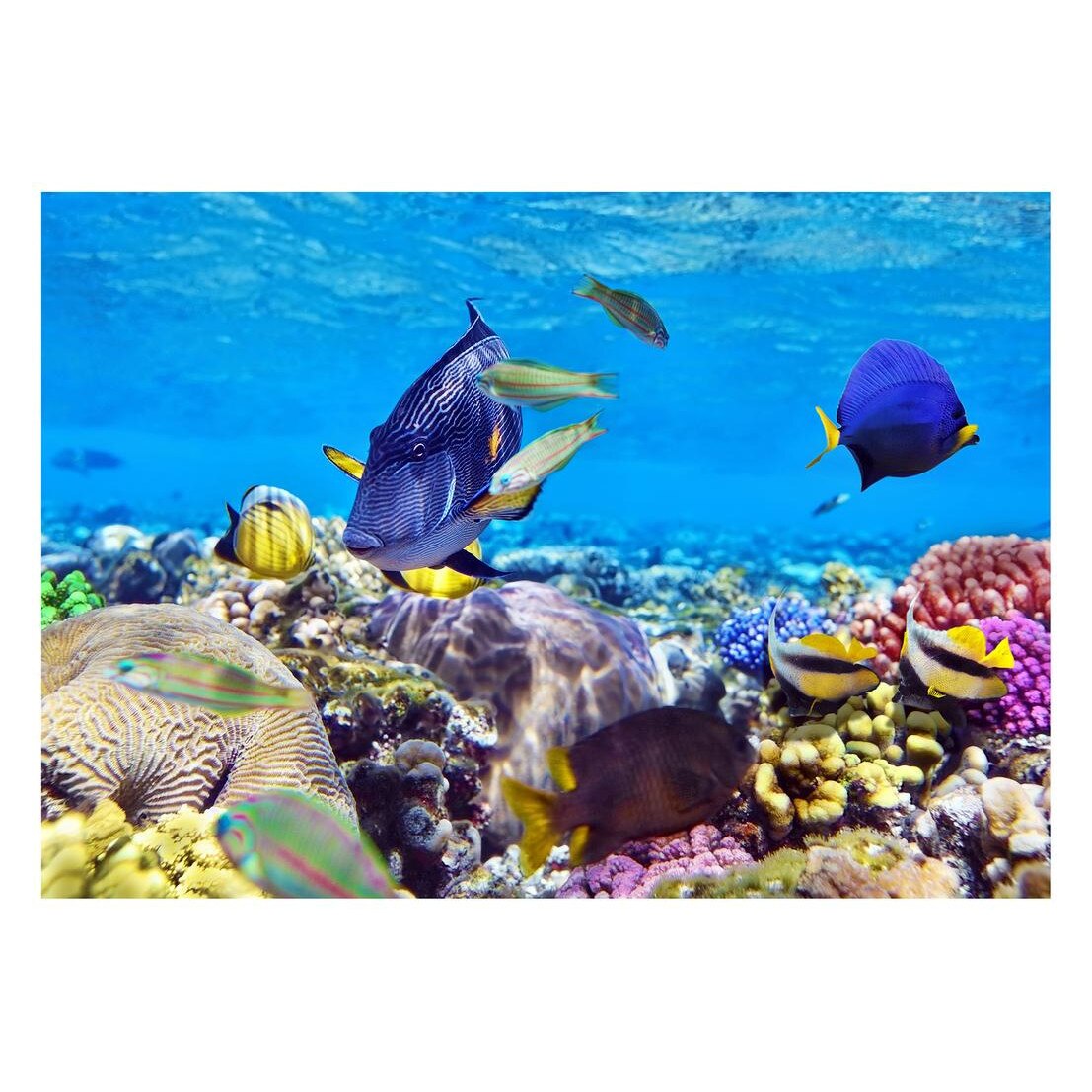 Fototapet Acvatic - BL-75, 70 x 100 cm