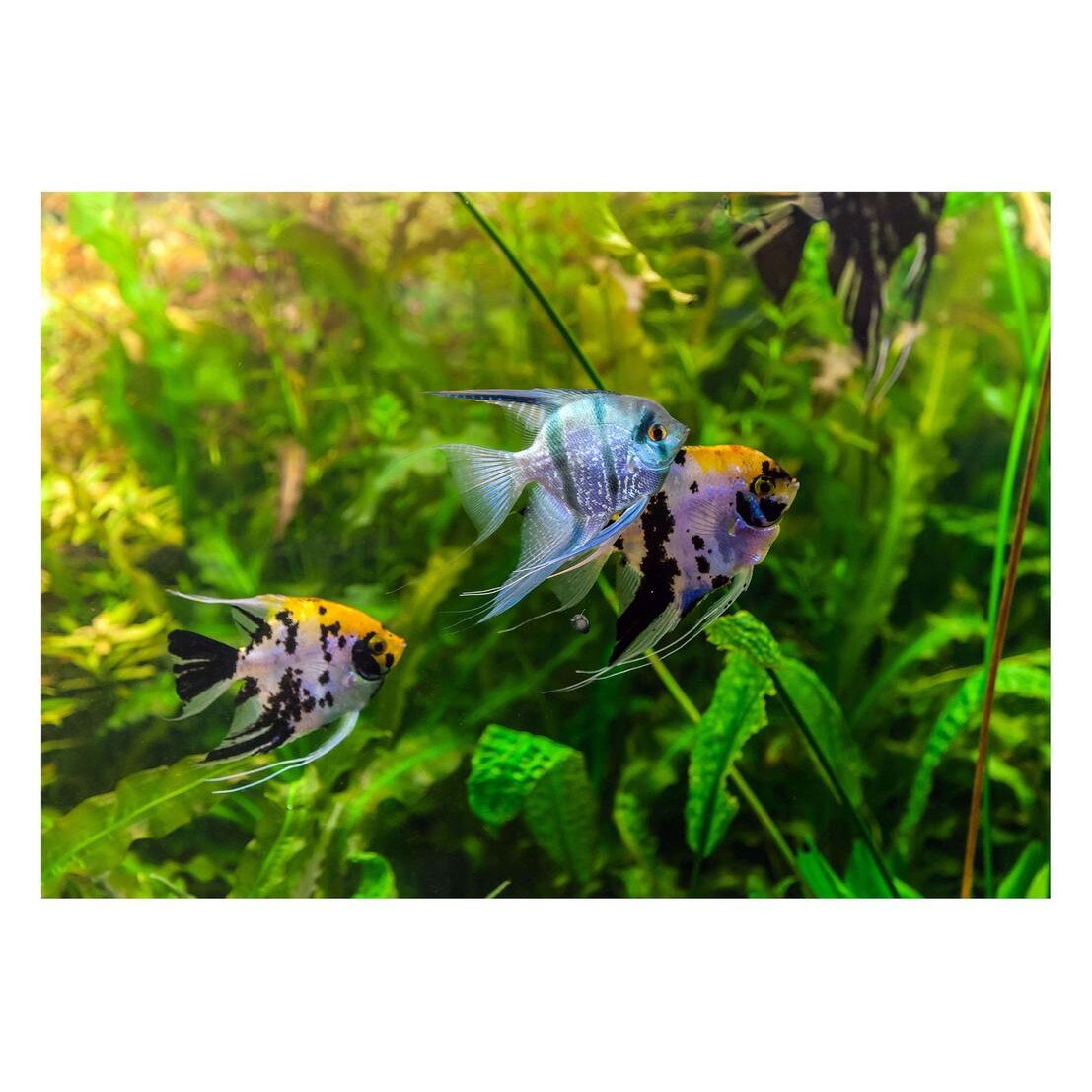 Fototapet Acvatic - BL-69, 70 x 100 cm