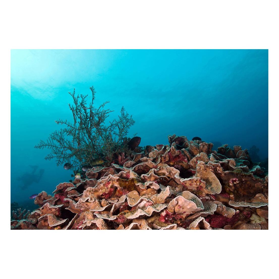 Fototapet Acvatic - BL-43, 70 x 100 cm