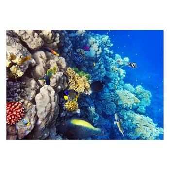 Fototapet Acvatic - BL-51, 70 x 100 cm Fototapet Acvatic - BL-51, 70 x 100 cm