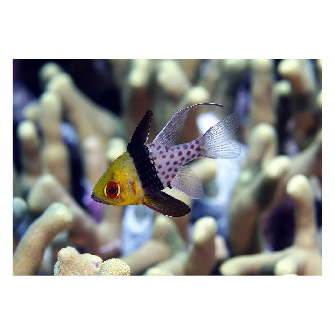 Fototapet Acvatic - BL-26, 70 x 100 cm