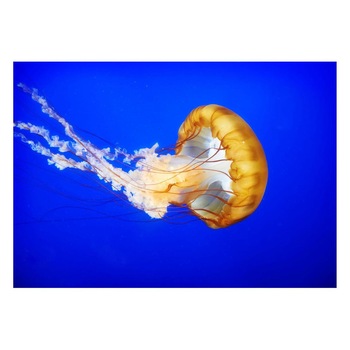 Fototapet Acvatic - BL-68, 70 x 100 cm Fototapet Acvatic - BL-68, 70 x 100 cm