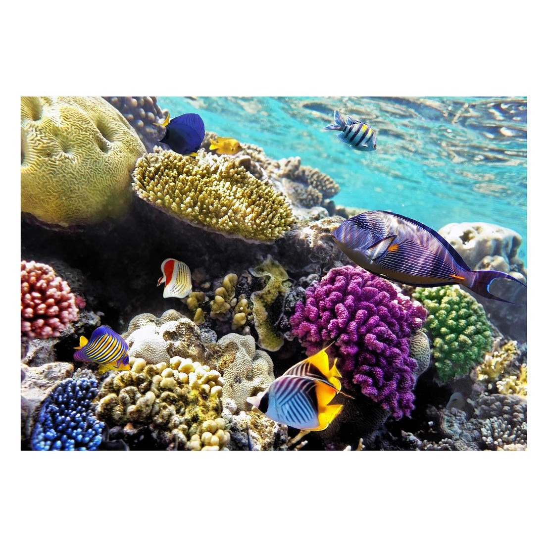 Fototapet Acvatic - BL-52, 70 x 100 cm