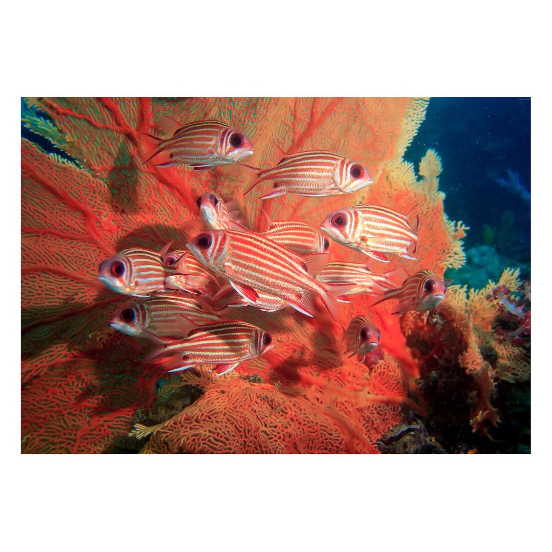 Fototapet Acvatic - BL-20, 70 x 100 cm