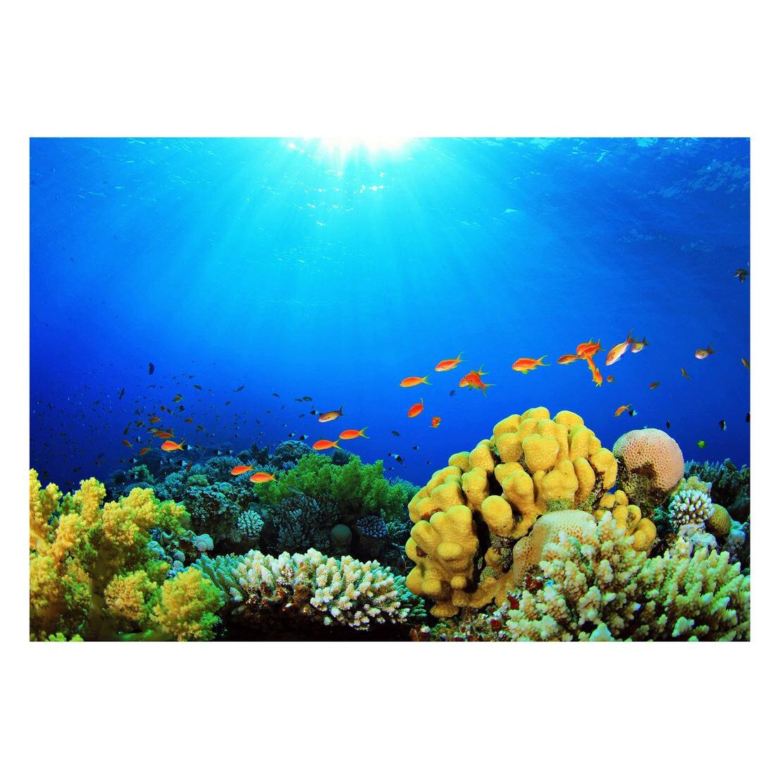 Fototapet Acvatic - BL-18, 70 x 100 cm