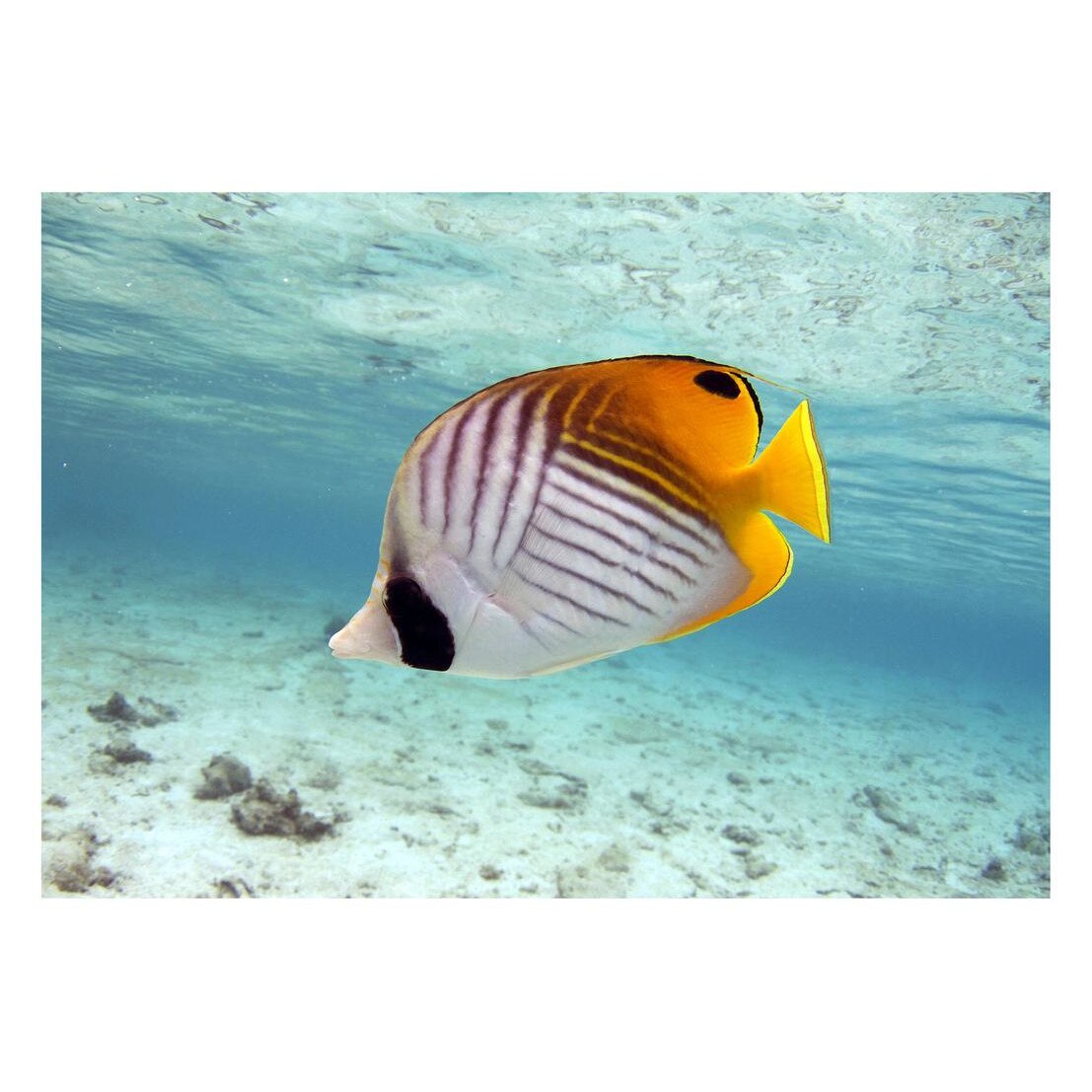 Fototapet Acvatic - BL-21, 70 x 100 cm