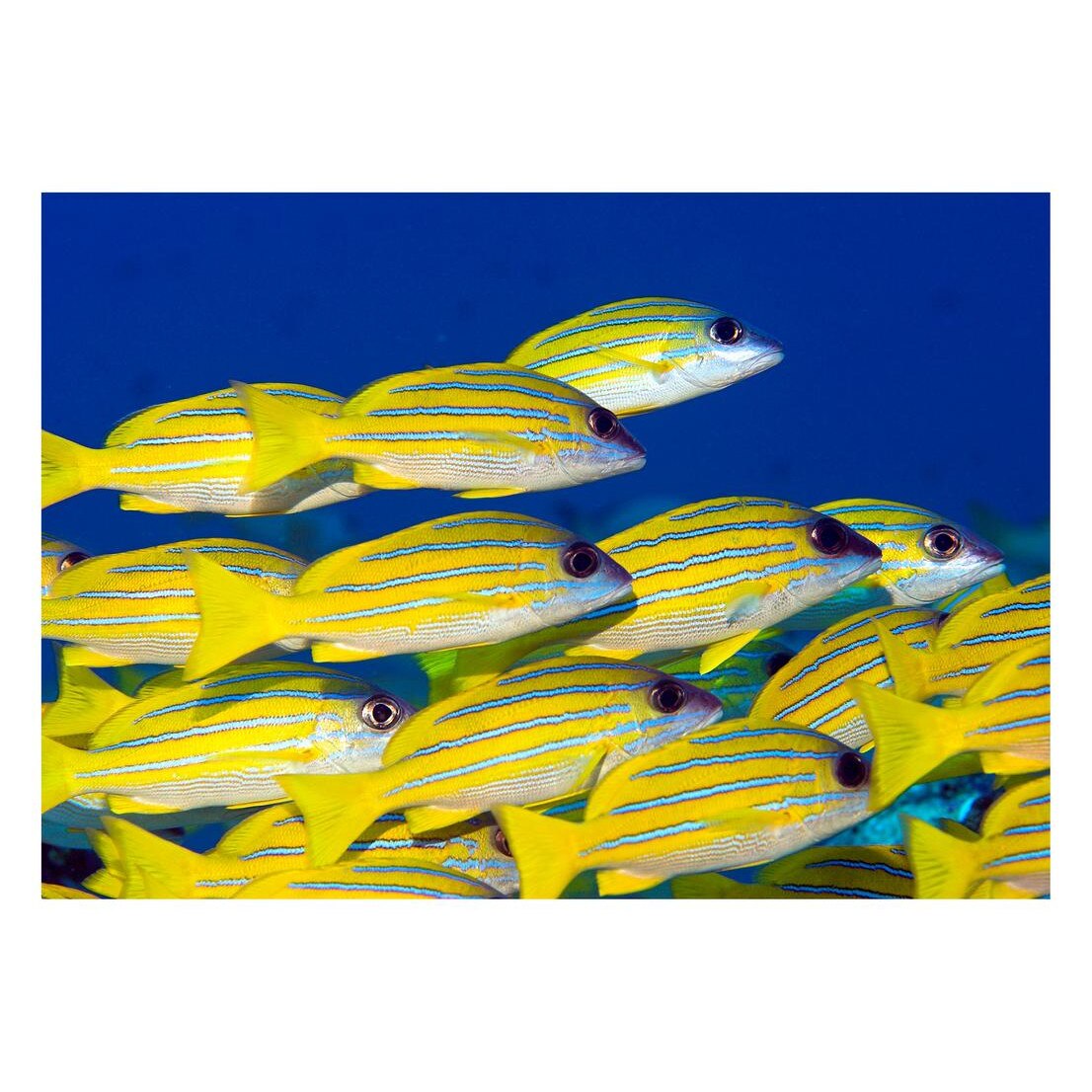 Fototapet Acvatic - BL-39, 70 x 100 cm