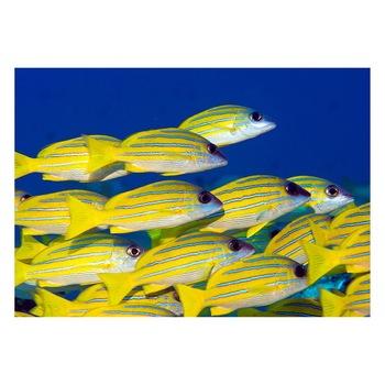 Fototapet Acvatic - BL-39, 70 x 100 cm Fototapet Acvatic - BL-39, 70 x 100 cm