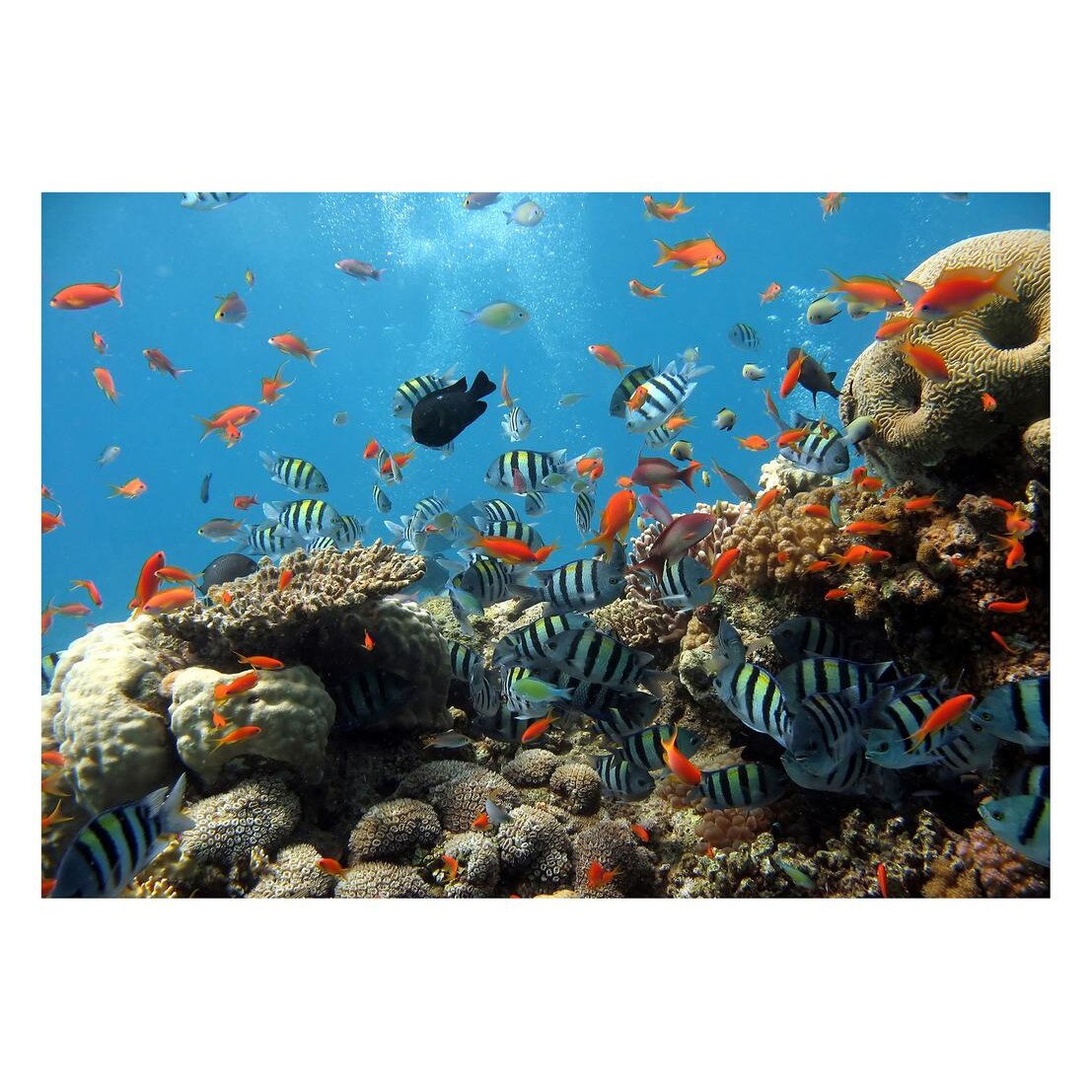 Fototapet Acvatic - BL-11, 70 x 100 cm