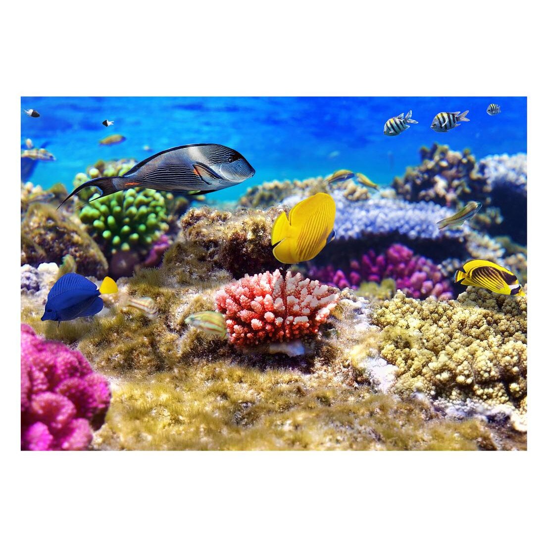 Fototapet Acvatic - BL-59, 70 x 100 cm