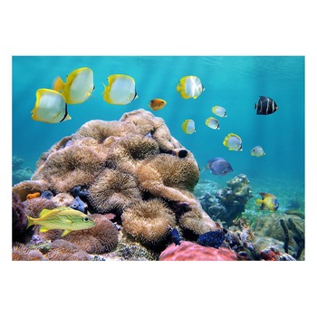 Fototapet Acvatic - BL-49, 70 x 100 cm Fototapet Acvatic - BL-49, 70 x 100 cm