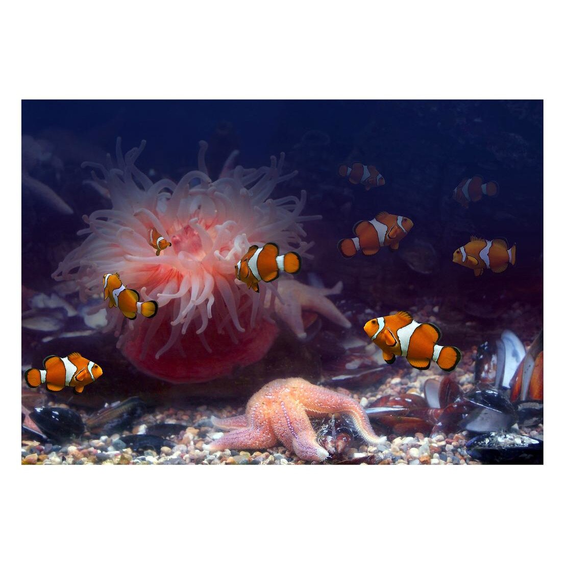 Fototapet Acvatic - BL-48, 70 x 100 cm