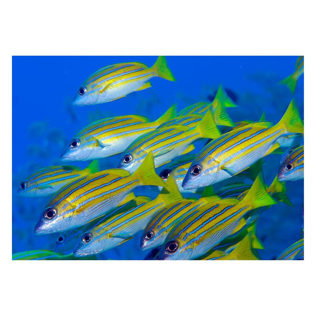 Fototapet Acvatic - BL-42, 70 x 100 cm