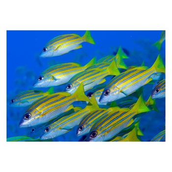 Fototapet Acvatic - BL-42, 70 x 100 cm Fototapet Acvatic - BL-42, 70 x 100 cm