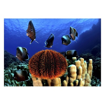 Fototapet Acvatic - BL-31, 70 x 100 cm Fototapet Acvatic - BL-31, 70 x 100 cm