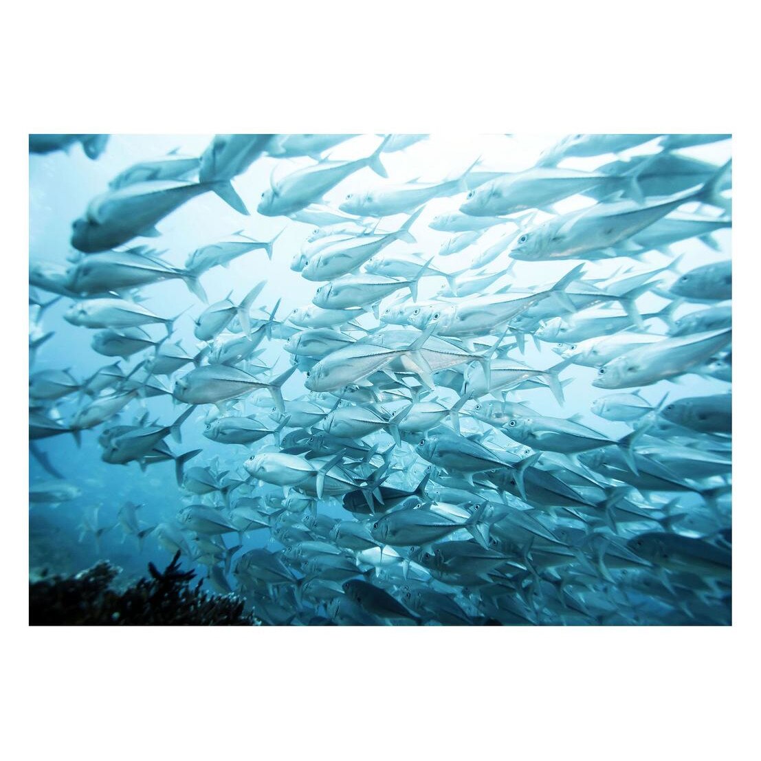 Fototapet Acvatic - BL-70, 70 x 100 cm