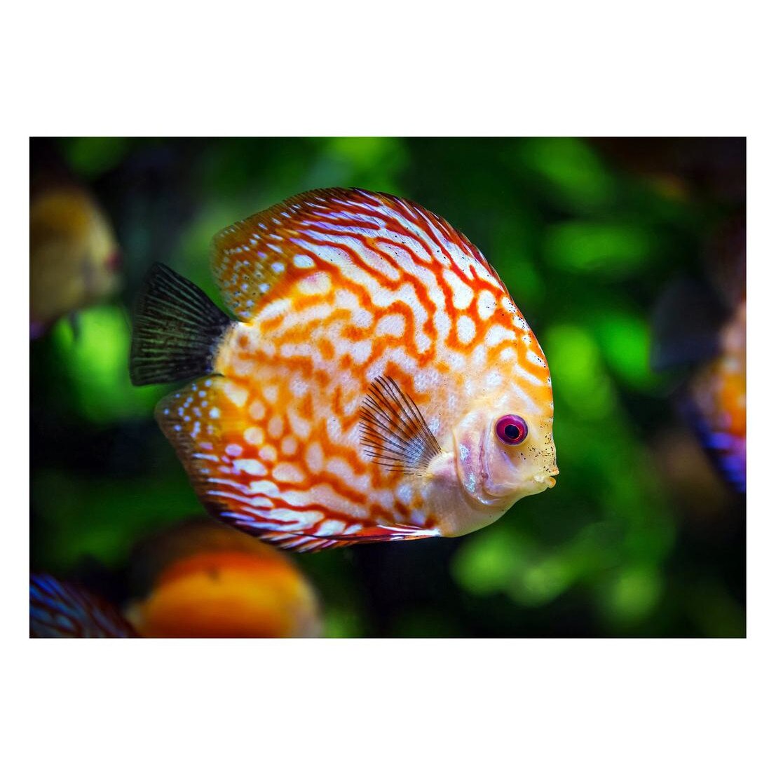 Fototapet Acvatic - BL-28, 70 x 100 cm