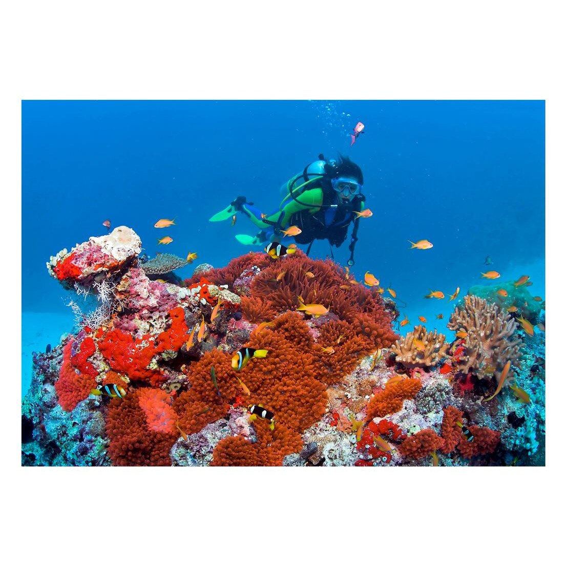 Fototapet Acvatic - BL-36, 70 x 100 cm