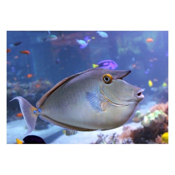 Fototapet Acvatic - BL-10, 70 x 100 cm Fototapet Acvatic - BL-10, 70 x 100 cm