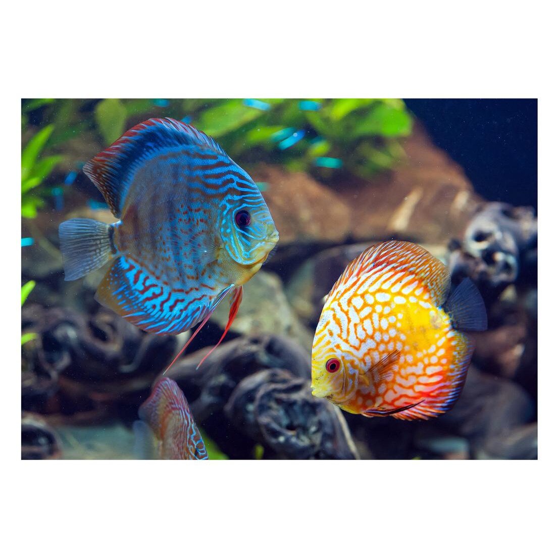 Fototapet Acvatic - BL-23, 70 x 100 cm