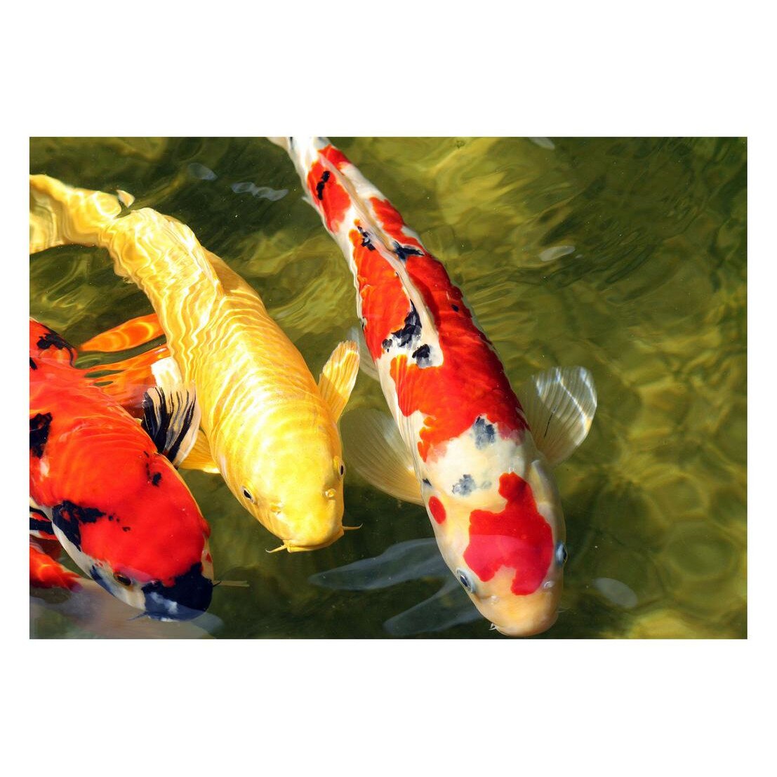 Fototapet Acvatic - BL-67, 70 x 100 cm