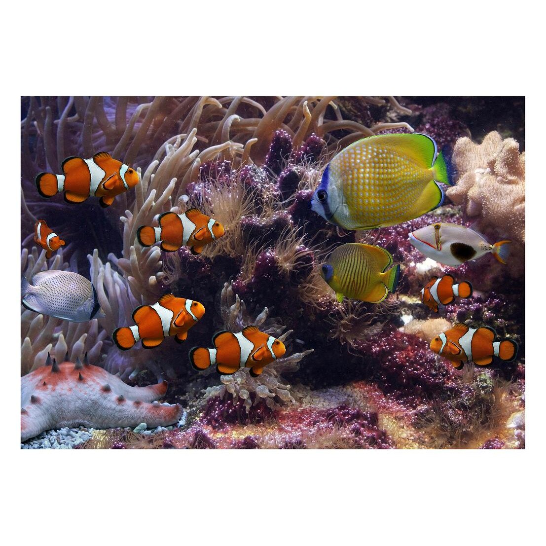 Fototapet Acvatic - BL-72, 70 x 100 cm