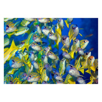 Fototapet Acvatic - BL-41, 70 x 100 cm Fototapet Acvatic - BL-41, 70 x 100 cm