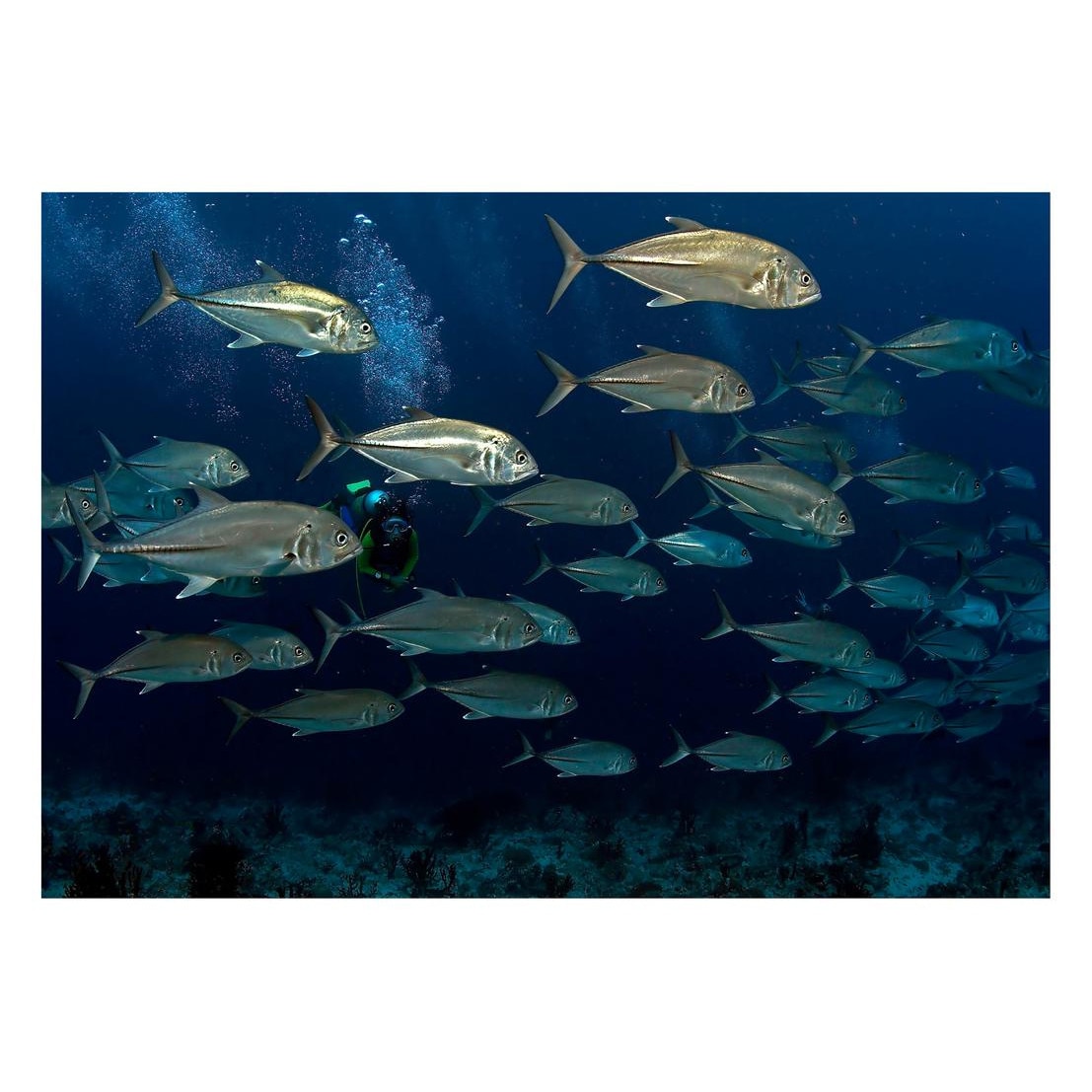 Fototapet Acvatic - BL-37, 70 x 100 cm