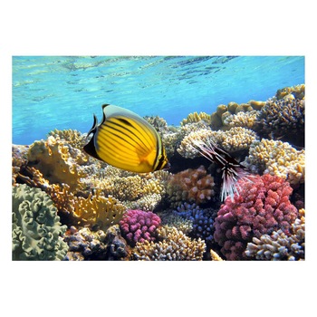 Fototapet Acvatic - BL-35, 70 x 100 cm Fototapet Acvatic - BL-35, 70 x 100 cm