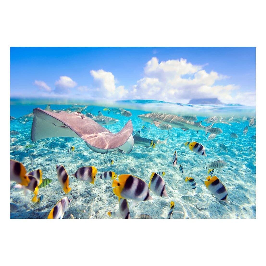 Fototapet Acvatic - BL-74, 70 x 100 cm