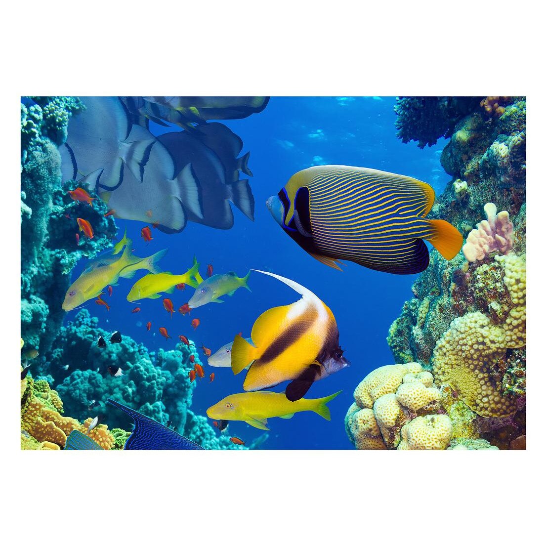 Fototapet Acvatic - BL-24, 70 x 100 cm