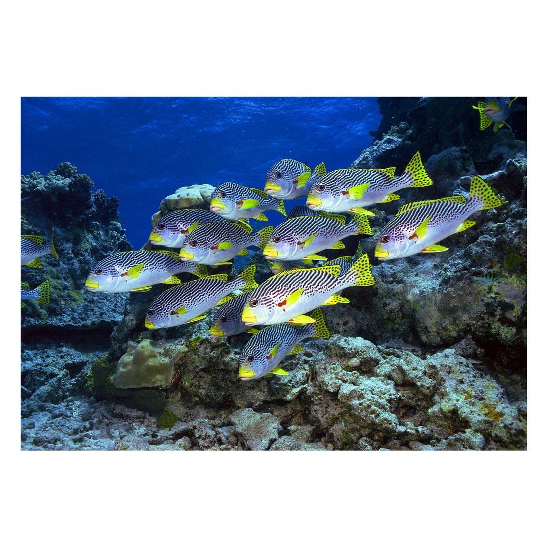 Fototapet Acvatic - BL-27, 70 x 100 cm